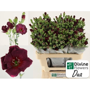 Dianthus TR 'Solomio Dua'