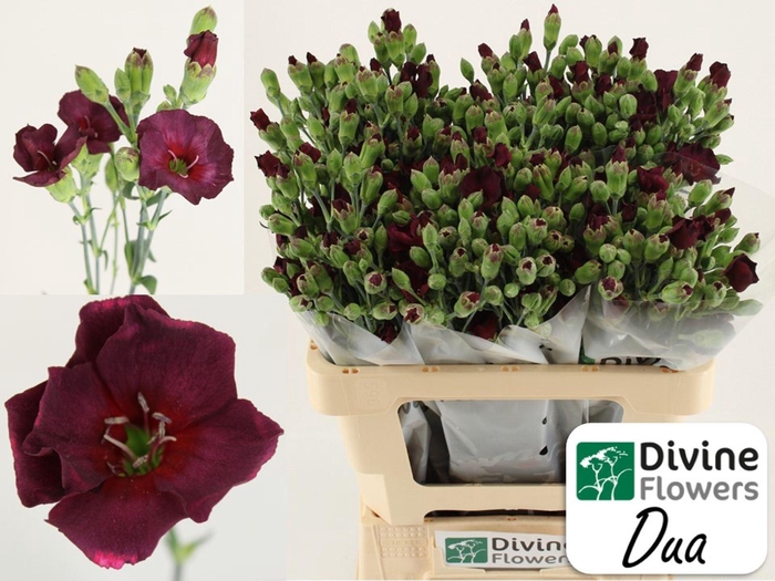 <h4>Dianthus TR 'Solomio Dua'</h4>