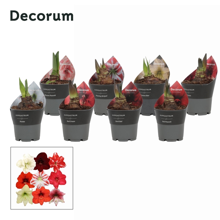 <h4>Amaryllis Exclusieve Mix in Potkraag ( Decorum)</h4>