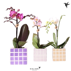 Kolibri Orchids Phalaenopsis mix 1 spike in Mosa pot pink mix