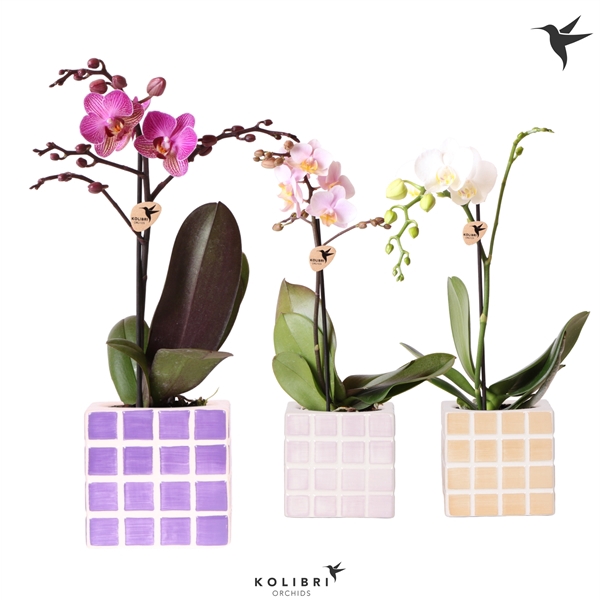 <h4>Kolibri Orchids Phalaenopsis mix 1 spike in Mosa pot pink mix</h4>