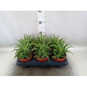 Aloe arborescens