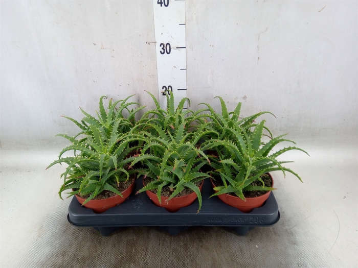 <h4>Aloe arborescens</h4>