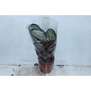 CALATHEA ROSEA PICTA ROSY P17