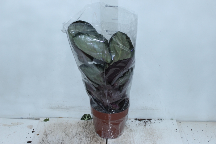 <h4>CALATHEA ROSEA PICTA ROSY P17</h4>