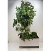 Cissus Rh Ellen Dan