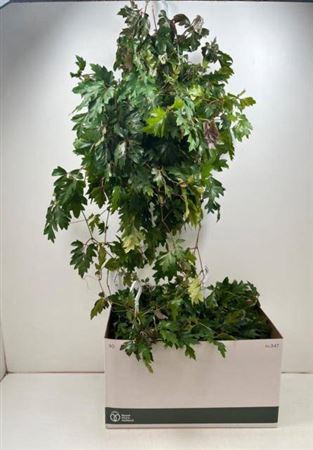 Cissus Rh Ellen Dan
