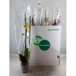 Phalaenopsis   ...mix
