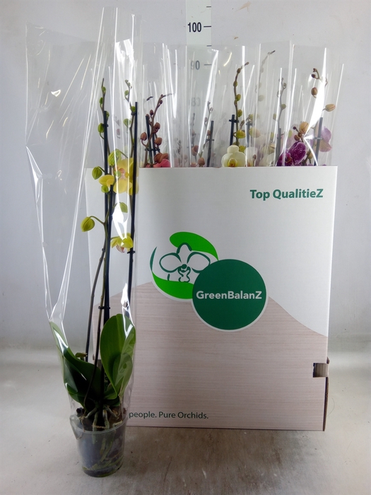 <h4>Phalaenopsis   ...mix</h4>
