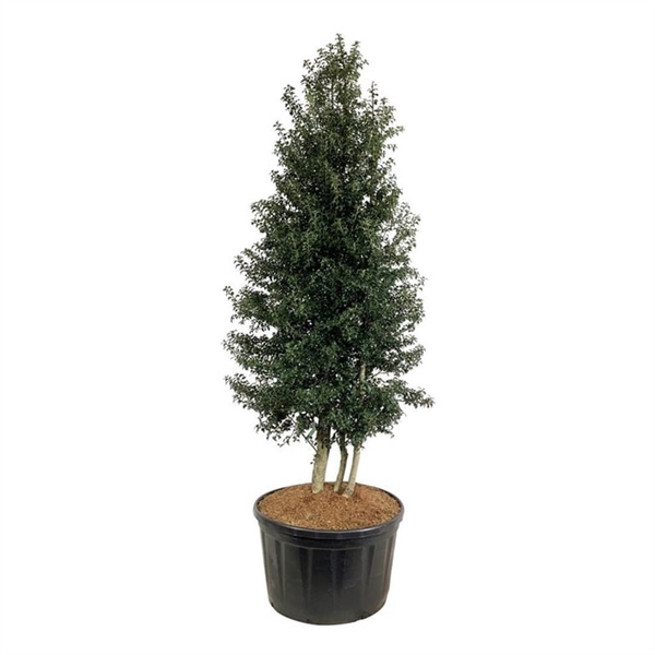 <h4>Ilex aquipernyi 'Dragon Lady'</h4>