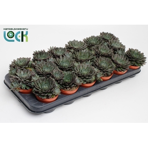 Echeveria Rondo