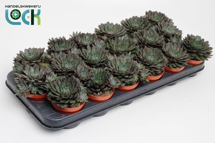 <h4>Echeveria Rondo</h4>