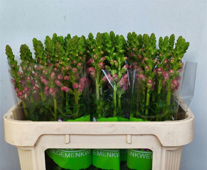 <h4>Antir Antibes Rose</h4>