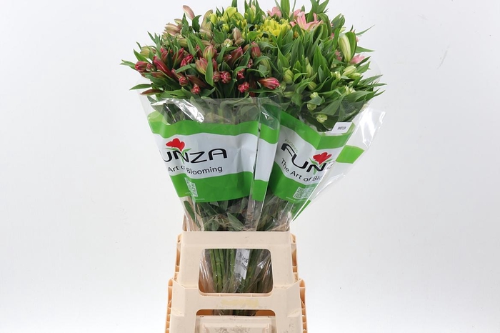 <h4>Alstr Gemengd Fu</h4>