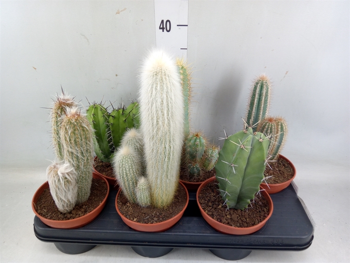 <h4>Cactus   ...</h4>