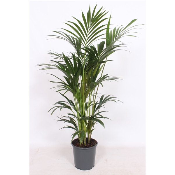 <h4>Howea forsteriana 6 per pot</h4>