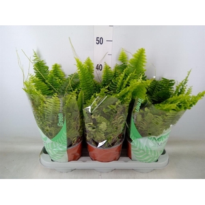 Nephrolepis exal. 'Green Moment'