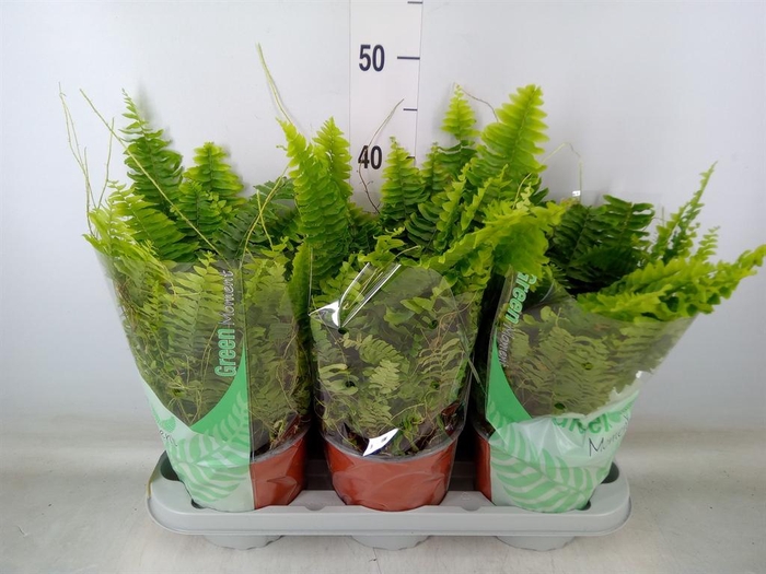 <h4>Nephrolepis exal. 'Green Moment'</h4>