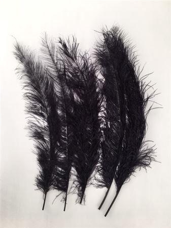 <h4>Feathers Ostrich 55cm 5pcs Black</h4>