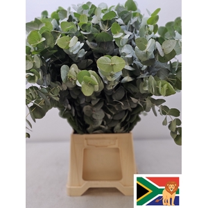 EUC CINEREA PB -ZA-BUSH