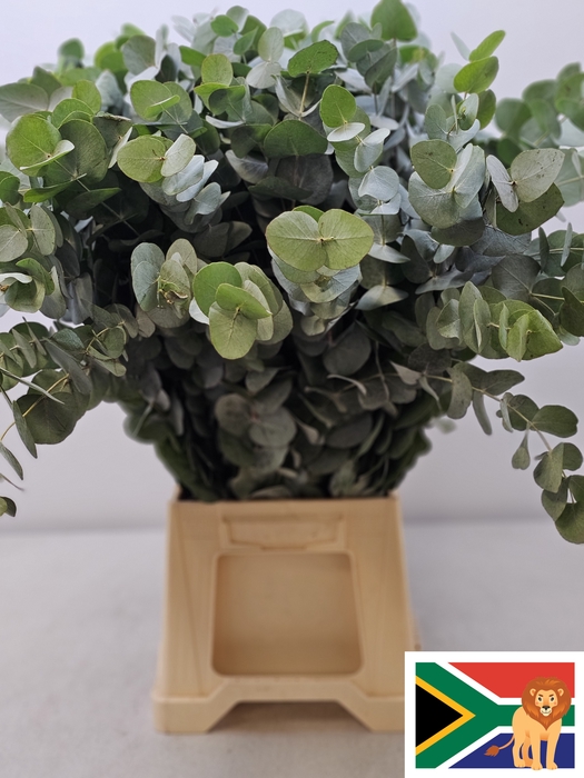 EUC CINEREA PB -ZA-BUSH