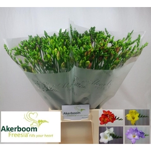 Freesia enk Mix