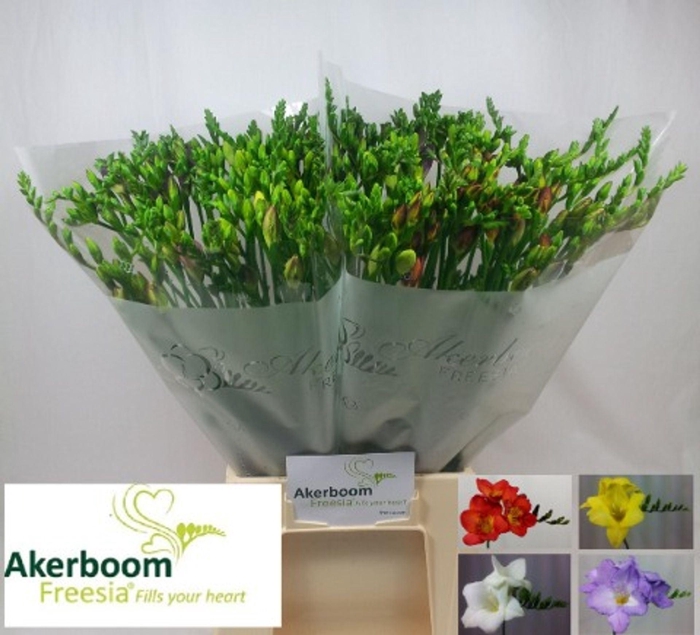 <h4>Freesia enk Mix</h4>
