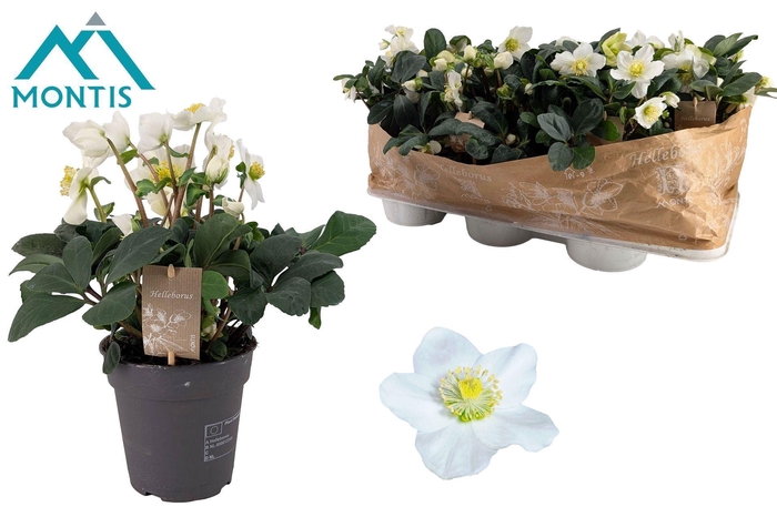 <h4>Helleborus niger Christmas Carol</h4>