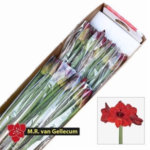 HIPP GA CASANOVA BUNCHES X24