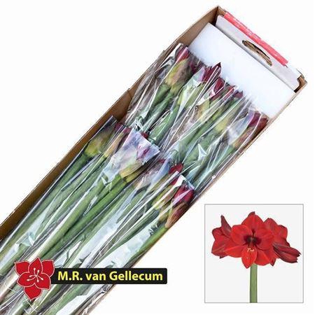 <h4>HIPP GA CASANOVA BUNCHES X24</h4>