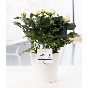 Rosa white in P&PURE Juliette ceramics white
