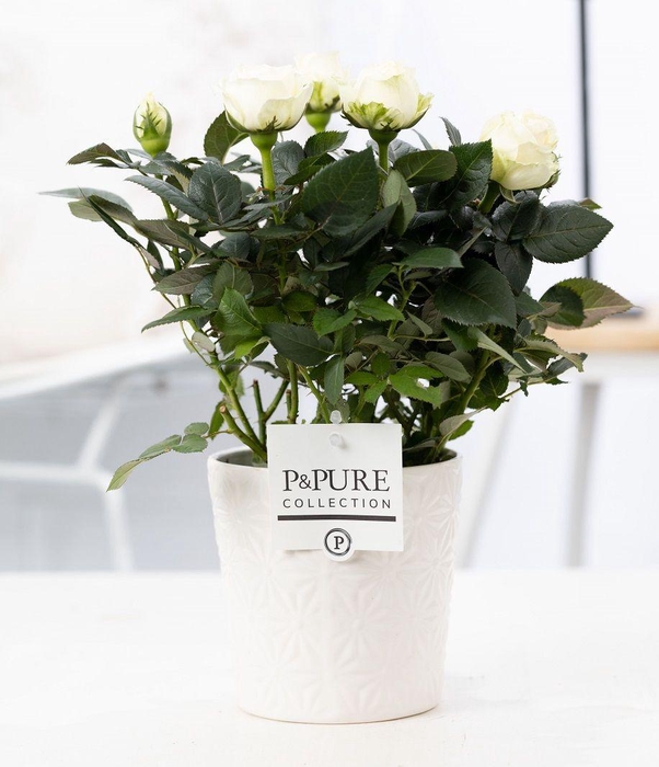 <h4>Rosa white in P&PURE Juliette ceramics white</h4>