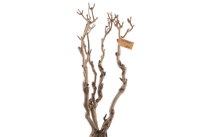 <h4>Syringa Branch Extra Herbin</h4>