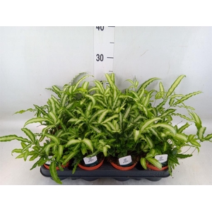 Pteris cretica 'Albolineata'