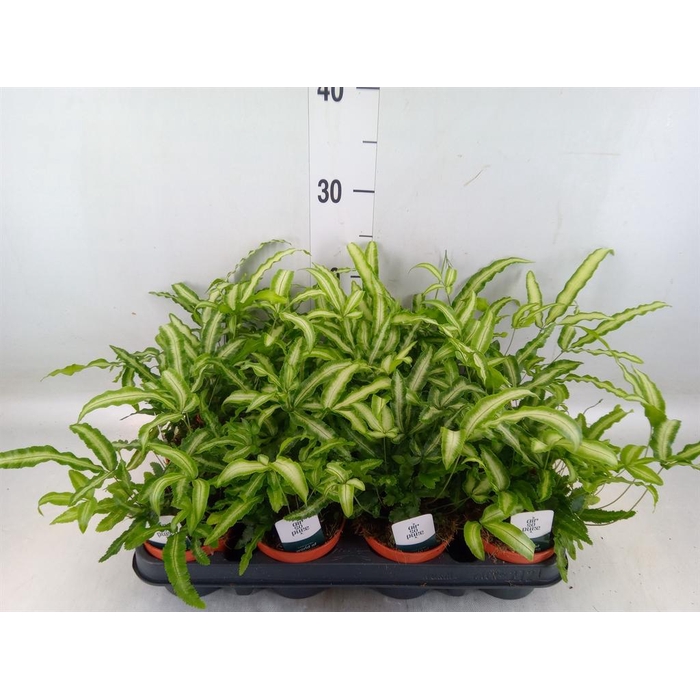 <h4>Pteris cretica 'Albolineata'</h4>