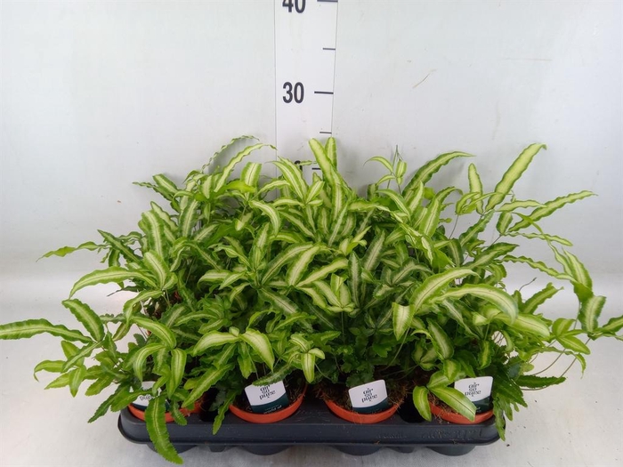 Pteris cretica 'Albolineata'