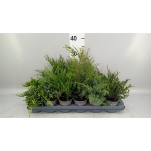Juniperus   ...