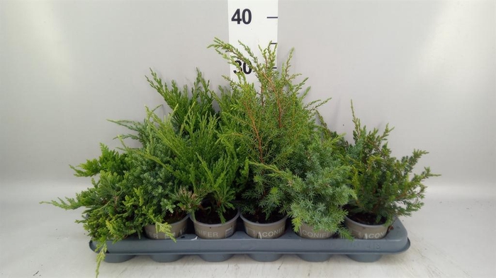 <h4>Juniperus   ...</h4>