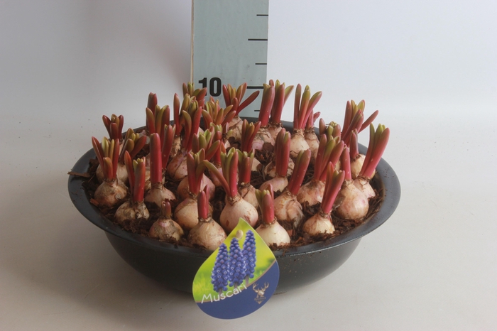 <h4>ARR MUSCARI</h4>