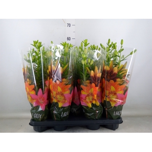 Lilium asia.   ...mix