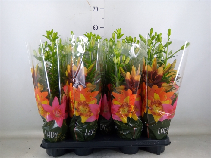 <h4>Lilium asia.   ...mix</h4>