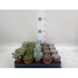 Echeveria   ...mix
