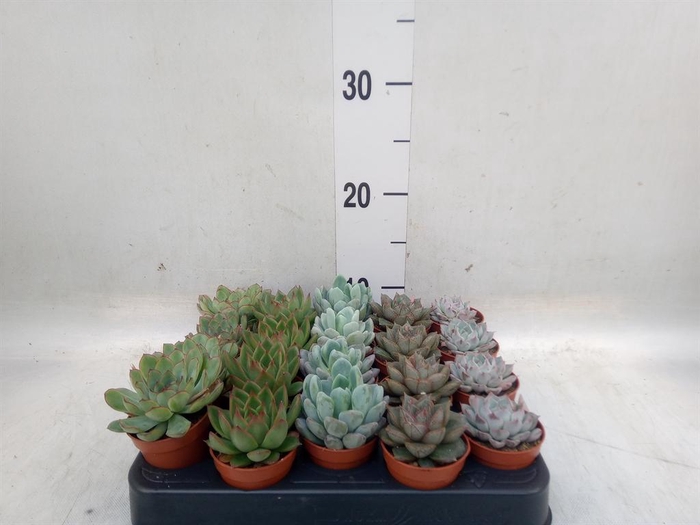 <h4>Echeveria   ...mix</h4>