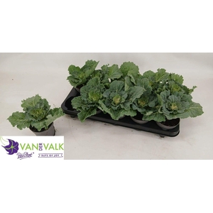 BRASSICA (SIERKOOL)