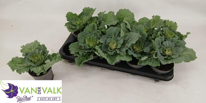 <h4>BRASSICA (SIERKOOL)</h4>