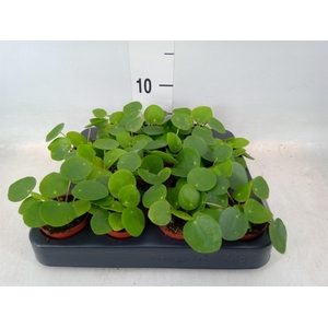 Pilea peperomioides