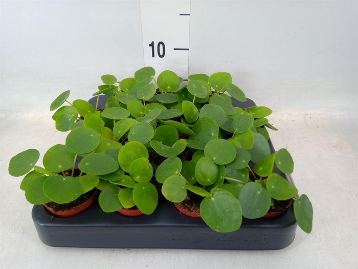 <h4>Pilea peperomioides</h4>