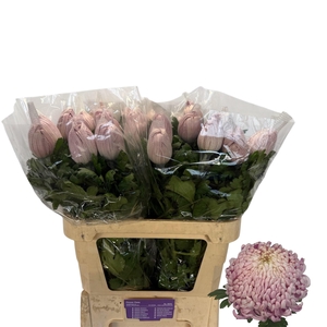CHR G VIENNA PINK