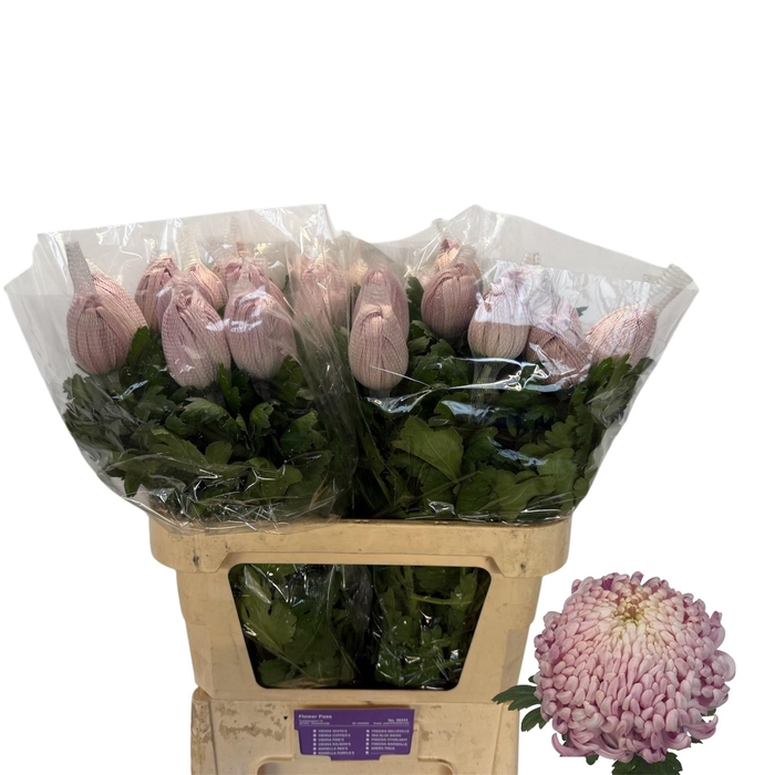 <h4>CHR G VIENNA PINK</h4>