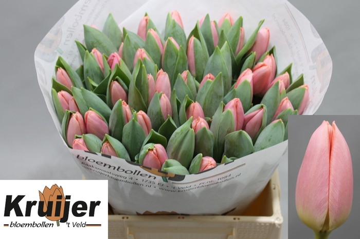 <h4>TU EN MASKOVRI</h4>